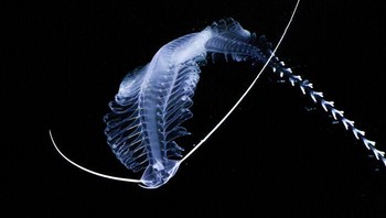 Cacing gossamer atau Tomopteris spp. merupakan cacing dengan tubuh transparan yang berguna untuk menghindari perhatian predator. Ketika merasa terancam, cacing ini akan menggulung badannya menyerupai ubur-ubur, dan ada juga yang menyemoprotkan cairan bioluminesens. Foto: MBARI