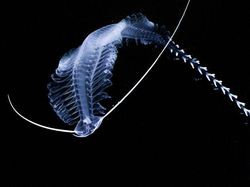 Bukan Alien, Hewan-hewan Ini Hidup di Laut Paling Dalam