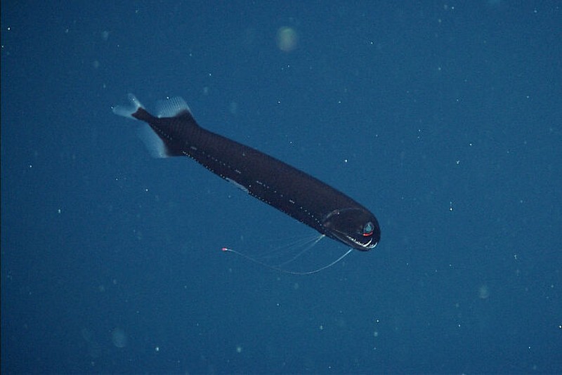 Hewan aneh di laut dalam