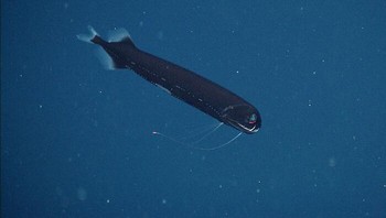 Dragonfish dari famili Stomiidae adalah predator yang sangat lihai. Meskipun bisa berencan dengan cepat, ikan ini lebih memilih berdiam diri dan menyergap buruannya. Sebagian besar tubuhnya memiliki tubuh gelap untuk menyamarkan diri dari mangsanya. Foto: MBARI