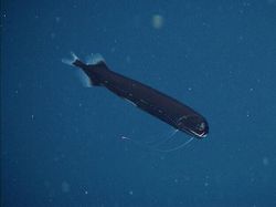 Bukan Alien, Hewan-hewan Ini Hidup di Laut Paling Dalam