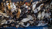 Selain ayam kampung, entok juga menjadi pilihan dengan harga Rp250.000 per ekor. Untuk pilihan yang lebih terjangkau, ayam potong dijual dengan harga sekitar Rp85.000 per ekor. Ayam ini menjadi alternatif bagi warga yang ingin tetap menyajikan hidangan berbahan dasar ayam tanpa harus mengeluarkan biaya besar.