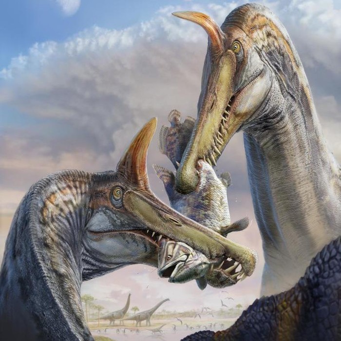 Penampakan Spinosaurus mirabilis, dinosaurus baru yang ditemukan di Gurun Sahara.
