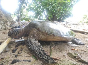 Penyu Hijau Ditemukan Mati di Teluk Parepare Diduga Dipicu Pencemaran Laut