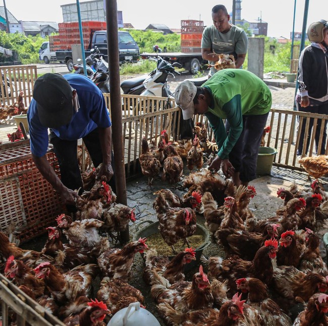 Jelang Lebaran, Penjualan Ayam di Semarang Meningkat Tajam