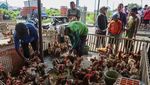 Jelang Lebaran, Penjualan Ayam di Semarang Meningkat Tajam