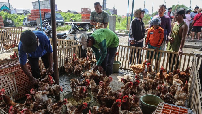 Sejumlah pedagang melayani calon pembeli ayam merah yang dijual di Pasar Kubro, Semarang, Jawa Tengah, Jumat (20/3/2026). Pedagang setempat mengatakan, penjualan berbagai macam jenis ayam seperti ayam kampung dan ayam merah petelur untuk kebutuhan menyambut perayaan Lebaran 1447 Hijriah mengalami peningkatan dari hari biasa hanya 100 ekor per hari menjadi 500 ekor per hari dengan harga jual yakni Rp80 ribu hingga Rp180 ribu per ekor tergantung jenis serta beratnya. ANTARA FOTO/Makna Zaezar/foc.