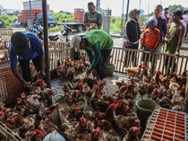 Jelang Lebaran, Penjualan Ayam di Semarang Meningkat Tajam
