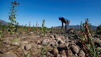 Seorang petani di kota Ocoa, wilayah Hijuelas, terlihat memeriksa  lahan pertaniannya, kemarin. REUTERS/Rodrigo Garrido
