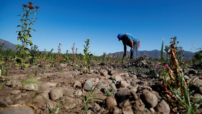 A farmer collects flowers at a flower farm with scarce water for cultivation in the town of Ocoa, which is under the jurisdiction of the mayor of Hijuelas, Chile, March 18, 2026. REUTERS/Rodrigo Garrido     TPX IMAGES OF THE DAY