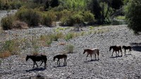 Fenomena “megadrought” yang terus berlangsung menunjukkan dampak serius terhadap sektor pertanian di Chile, sekaligus menjadi peringatan akan pentingnya pengelolaan sumber daya air di tengah perubahan iklim. REUTERS/Rodrigo Garrido