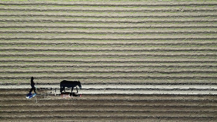A farmer collects flowers at a flower farm with scarce water for cultivation in the town of Ocoa, which is under the jurisdiction of the mayor of Hijuelas, Chile, March 18, 2026. REUTERS/Rodrigo Garrido     TPX IMAGES OF THE DAY