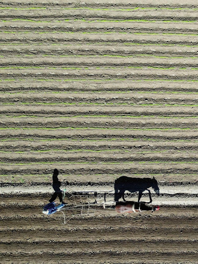 Kekeringan Panjang Hantam Chile, Produksi Pertanian Terancam