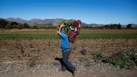 Petani di Chile menghadapi tekanan besar akibat kekeringan berkepanjangan atau “megadrought” yang semakin memperparah ketersediaan air di wilayah pertanian. REUTERS/Rodrigo Garrido