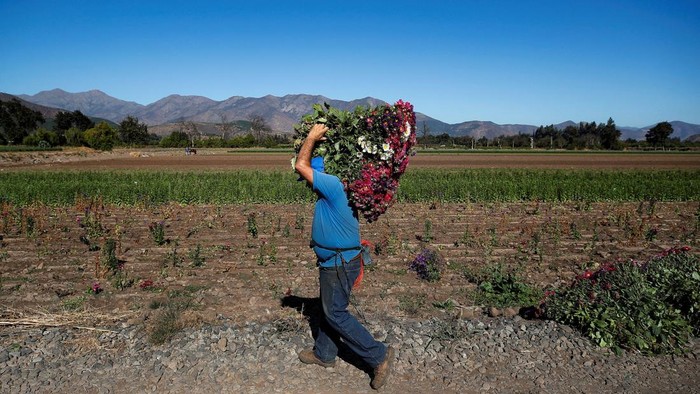 A farmer collects flowers at a flower farm with scarce water for cultivation in the town of Ocoa, which is under the jurisdiction of the mayor of Hijuelas, Chile, March 18, 2026. REUTERS/Rodrigo Garrido     TPX IMAGES OF THE DAY