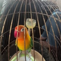 Viral Perjuangan Wanita Mudik, Bawa Burung dalam Sangkar dan Dua Kucing