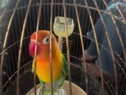 Viral Perjuangan Wanita Mudik, Bawa Burung dalam Sangkar dan Dua Kucing