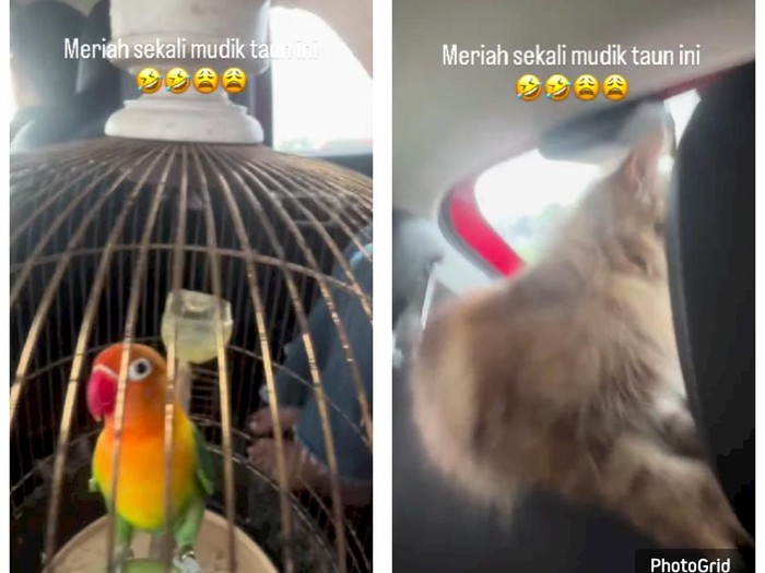 Momen unik mudik memboyong dua kucing dan satu burung dalam sangkar. Perjalanan pulang pun jadi meriah.