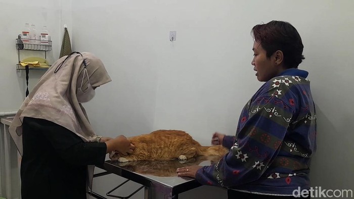 Salon hewan di Pati ramai didatangi pecinta anabul, Jumat (20/3/2026).