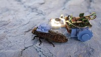 Kecoak Cyborg Diuji untuk Inspeksi Pipa di Singapura