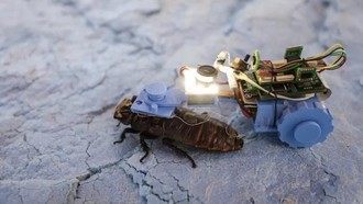 Kecoak Cyborg Diuji untuk Inspeksi Pipa di Singapura