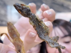 Konten Kreator Ungkap Rasa Cicak Goreng: Mirip Ikan Asin!