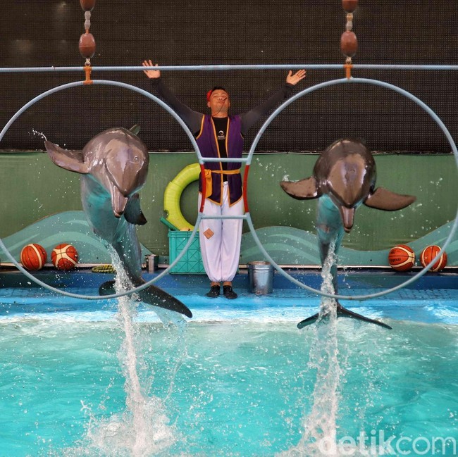 Atraksi Lumba-lumba Samudra Ancol Dipadati Pengunjung Saat Lebaran