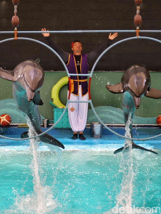 Atraksi Lumba-lumba Samudra Ancol Dipadati Pengunjung Saat Lebaran