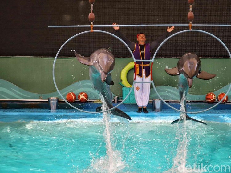 Atraksi Lumba-lumba Samudra Ancol Dipadati Pengunjung Saat Lebaran