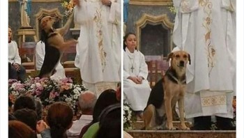 Pendeta Joao Paulo Arauhjo Gomes memelihara anjing terlantar, memberi makan dan memandikannya. Kemudian, dia akan membawa anjing tersebut ke setiap misa agar ada orang yang mau mengadopsinya. Foto: DudepostingWs via Bored Panda  