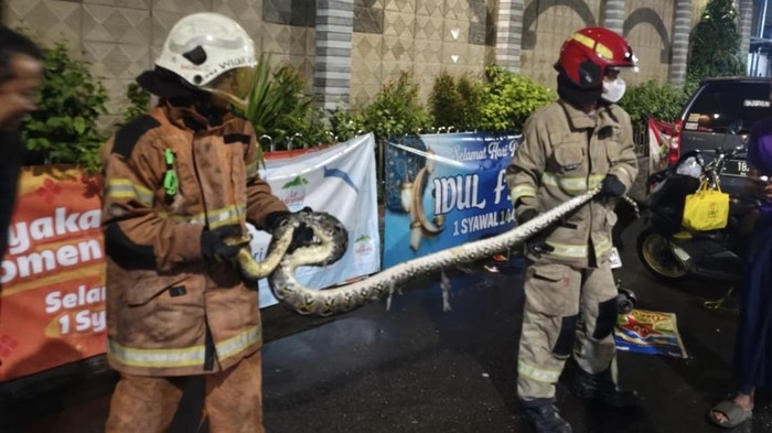 Evakuasi ular piton di kawasan depan Masjid Baitul Ihsan, Raya Tandes Kidul, Surabaya.