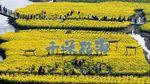 Hamparan Bunga Kanola di Xinghua Diserbu Wisatawan