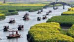 Hamparan Bunga Kanola di Xinghua Diserbu Wisatawan