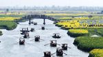 Hamparan Bunga Kanola di Xinghua Diserbu Wisatawan