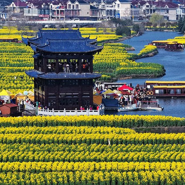 Hamparan Bunga Kanola di Xinghua Diserbu Wisatawan