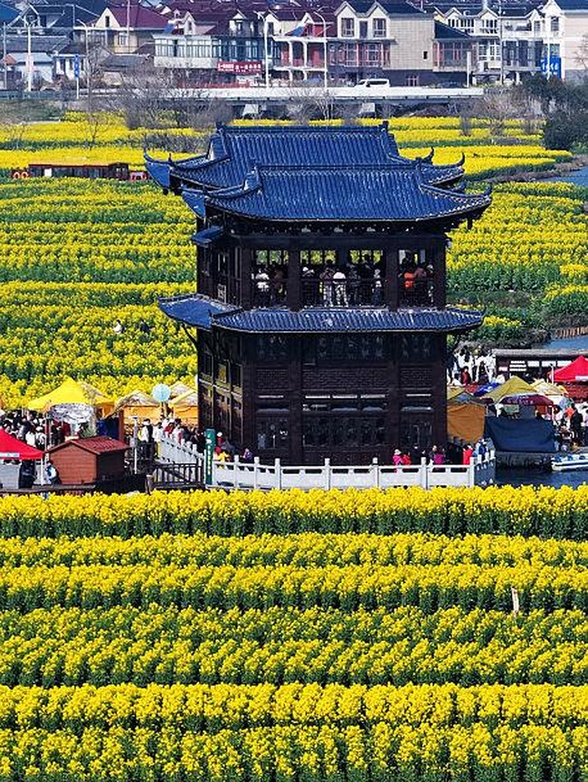 Hamparan Bunga Kanola di Xinghua Diserbu Wisatawan