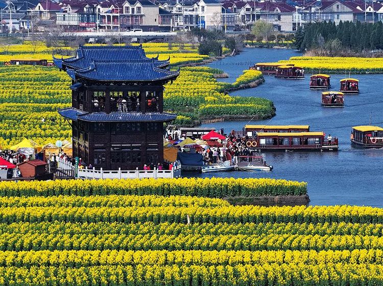 Hamparan Bunga Kanola di Xinghua Diserbu Wisatawan