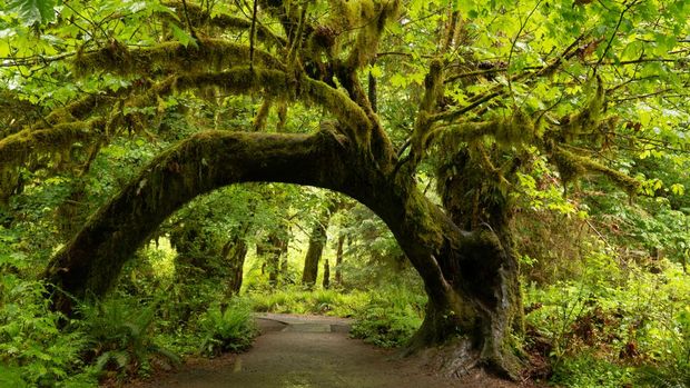 Hutan hujan Hoh, Washington Hutan hujan Hoh, Washington