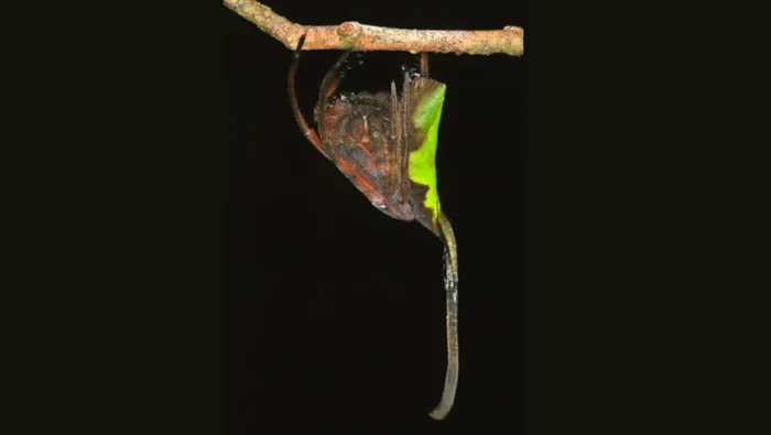 Banyak hewan yang dapat berkamuflase, salah satunya adalah spesies laba-laba genus Poltys. Laba-laba ini bisa menyamar mirip daun kering.