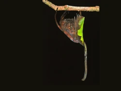 Yang Takut Laba-laba, Spesies Ini Bisa Nyamar Jadi Daun Kering