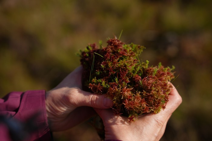 lahan gambut tipikal dengan lumut Sphagnum di Kanada