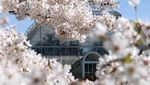 Mekarnya Sakura Yoshino di Kew Gardens Jadi Daya Tarik Pengunjung