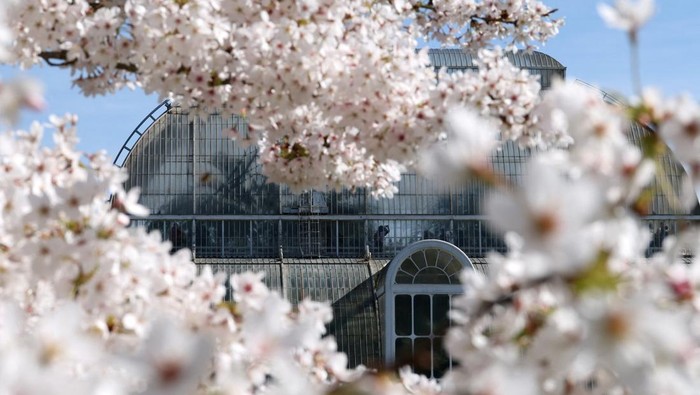 A visitor uses his phone amid blossoms on Yoshino cherry trees at Kew Gardens in London, Britain, March 21, 2026. REUTERS/Toby Melville       TPX IMAGES OF THE DAY