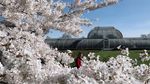 Mekarnya Sakura Yoshino di Kew Gardens Jadi Daya Tarik Pengunjung