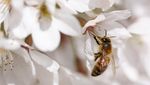 Mekarnya Sakura Yoshino di Kew Gardens Jadi Daya Tarik Pengunjung
