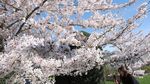 Mekarnya Sakura Yoshino di Kew Gardens Jadi Daya Tarik Pengunjung