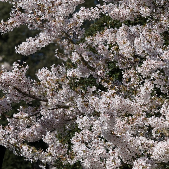 Mekarnya Sakura Yoshino di Kew Gardens Jadi Daya Tarik Pengunjung