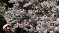 Mekarnya Sakura Yoshino di Kew Gardens Jadi Daya Tarik Pengunjung