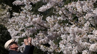Mekarnya Sakura Yoshino di Kew Gardens Jadi Daya Tarik Pengunjung