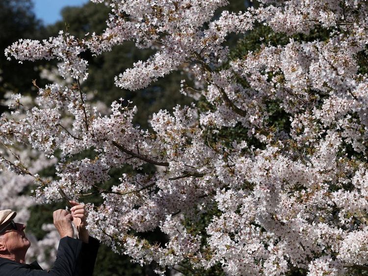 Mekarnya Sakura Yoshino di Kew Gardens Jadi Daya Tarik Pengunjung